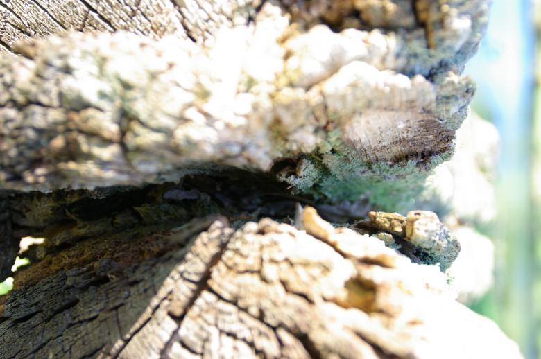 Free stock image of Wooden bank created by nana shac