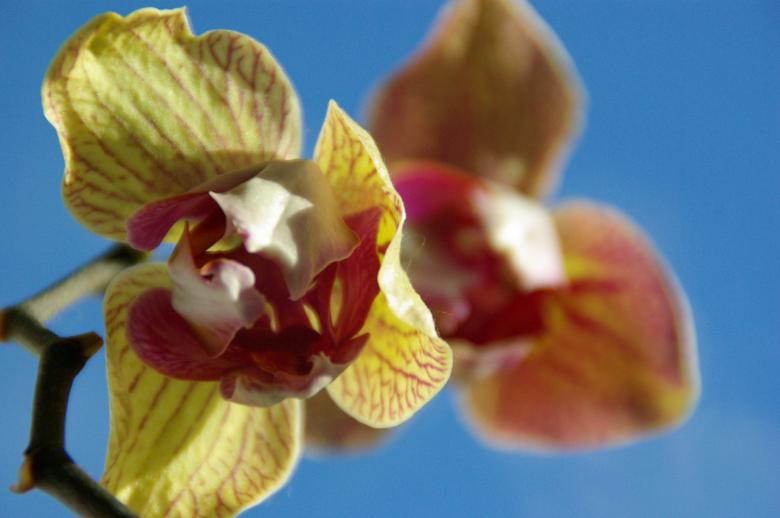 Free stock image of Orchid created by nana shac