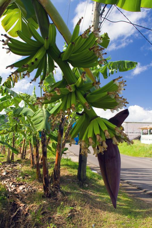 Free stock image of St. Lucia created by Geoffrey Whiteway