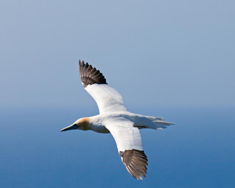 Free stock image of Gannet created by Geoffrey Whiteway