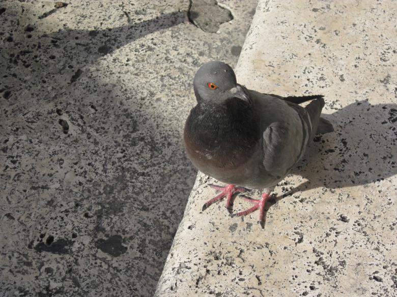 Free stock image of An urban dove created by Boris Kyurkchiev