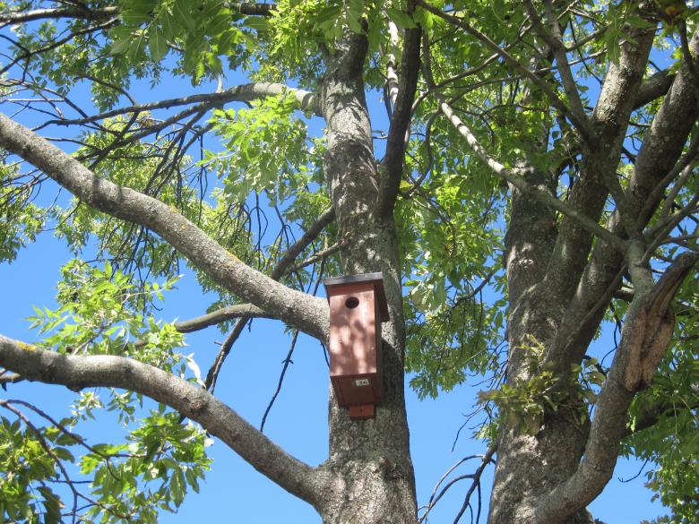 Free stock image of A birdhouse on a tree created by Boris Kyurkchiev