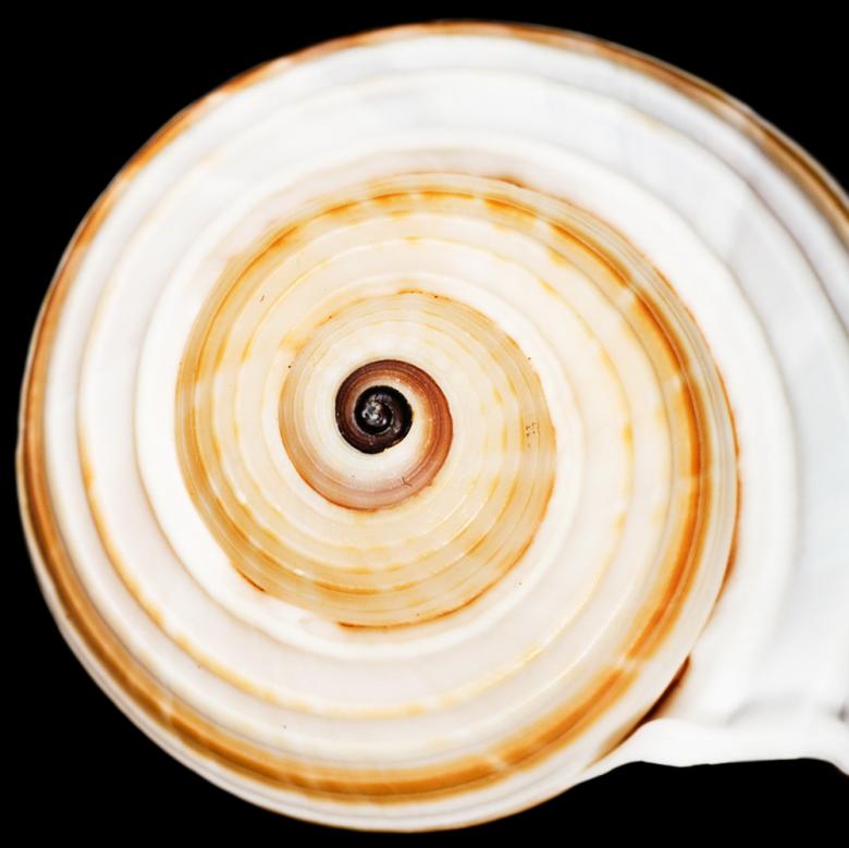 Free stock image of Seashell created by 2happy
