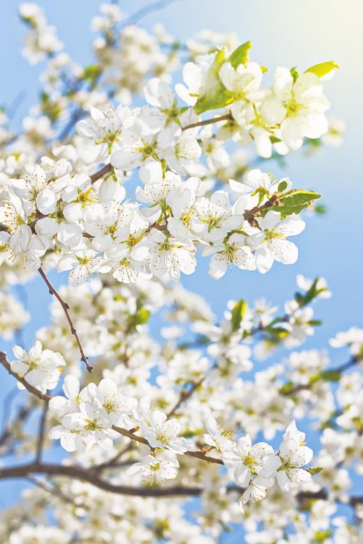 Free stock image of Spring Blossoms created by 2happy
