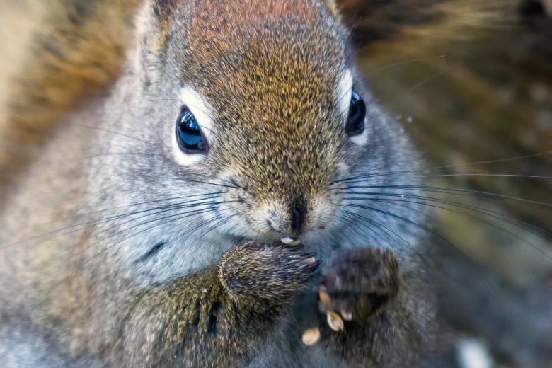 Free stock image of Squirrel created by Geoffrey Whiteway
