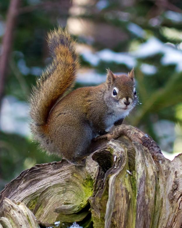 Free stock image of Squirrel in Nature created by Geoffrey Whiteway