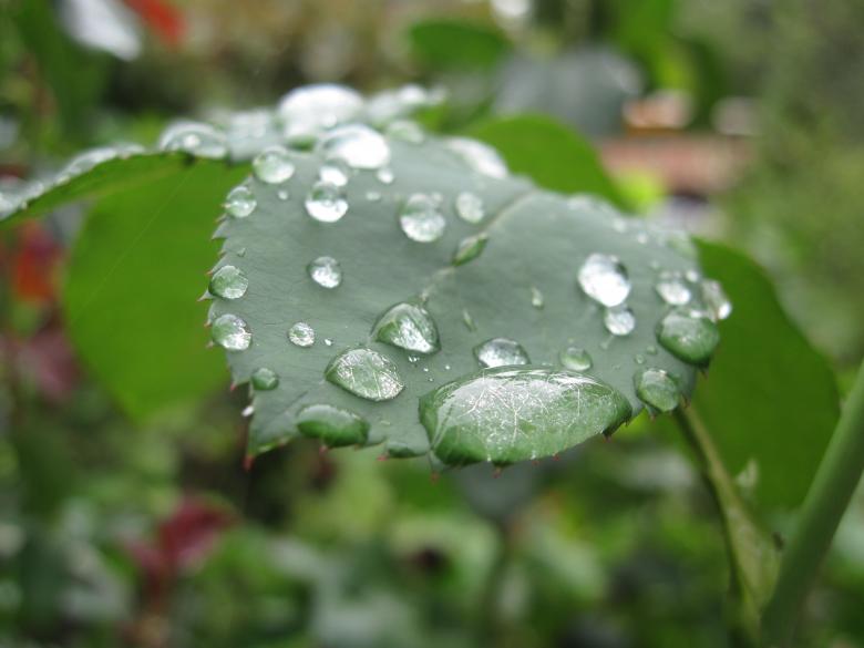 Free stock image of Water drops on a rose leaf created by Boris Kyurkchiev