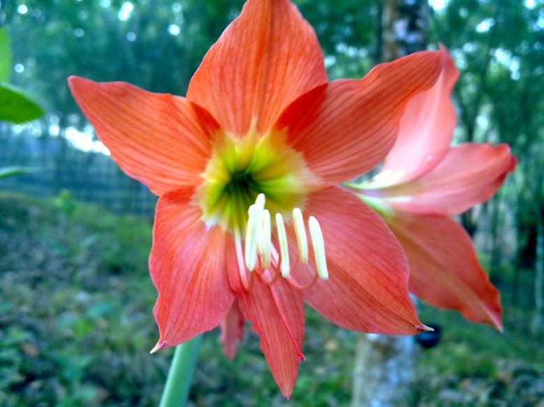 Free stock image of April Flower created by Tona sam