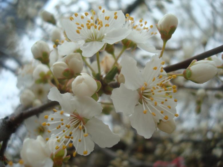 Free stock image of Spring blossoms created by Boris Kyurkchiev