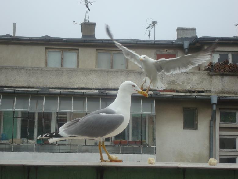 Free stock image of Urban seagulls created by Boris Kyurkchiev