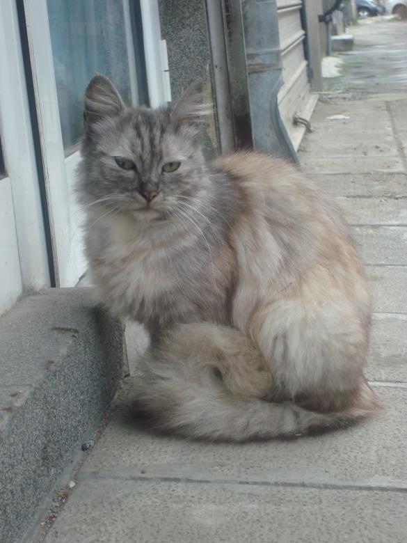 Free stock image of Street cat created by Boris Kyurkchiev