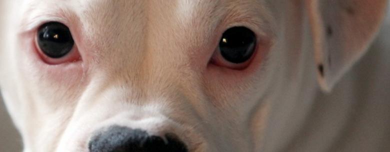 Free stock image of Stare created by Tim Fitch