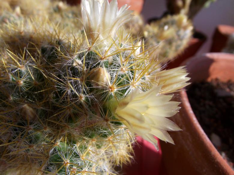 Free stock image of Cactus bloom created by Janis Urtans