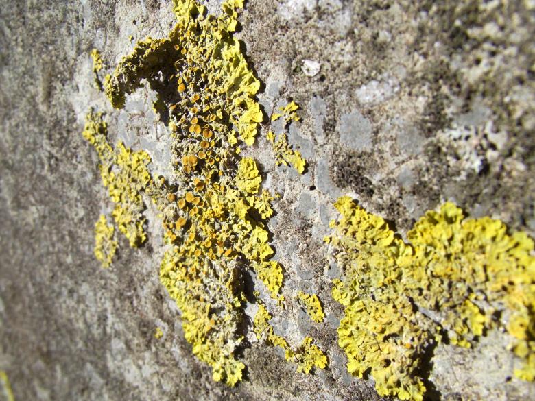 Free stock image of Lichen created by Janis Urtans