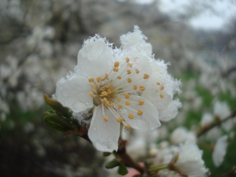 Free stock image of Snow on white blossoms created by Boris Kyurkchiev