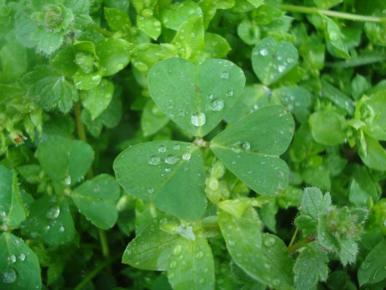 Free stock image of Clover leafs created by Boris Kyurkchiev