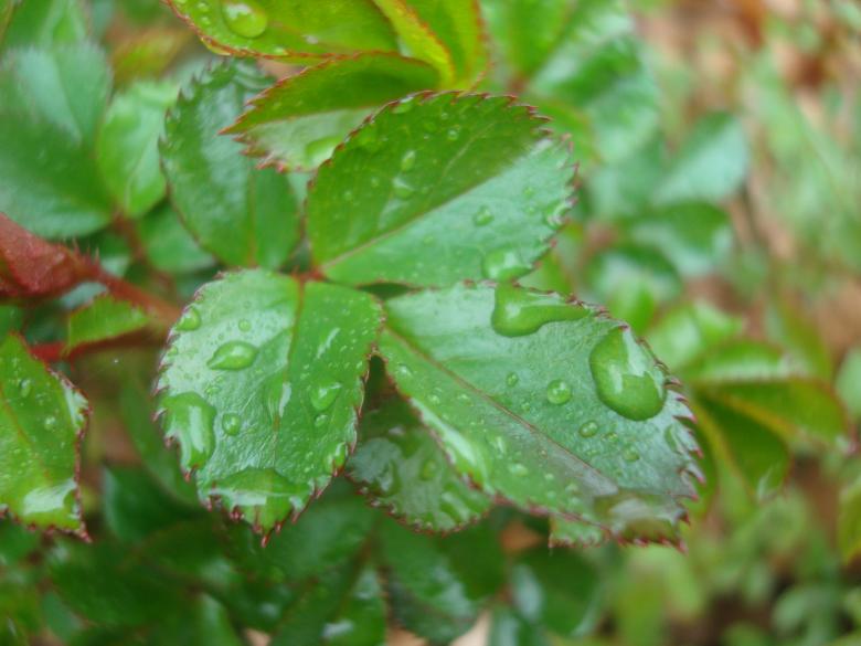 Free stock image of Rain drops on rose leafs created by Boris Kyurkchiev