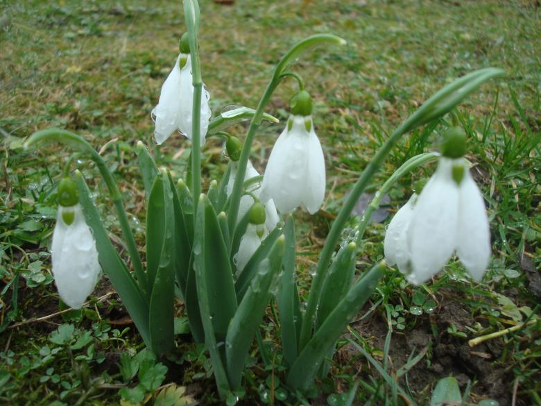 Free stock image of Wet snowdrop flowers created by Boris Kyurkchiev