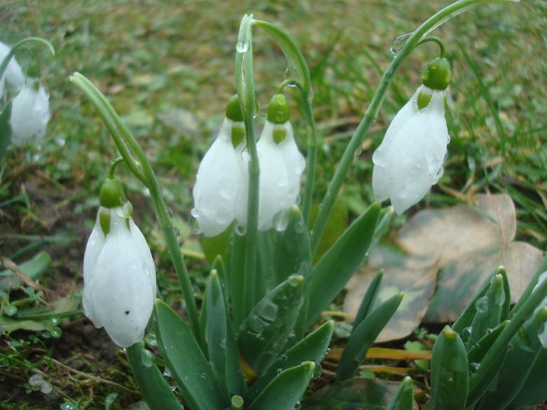 Free stock image of Wet snowdrop flowers created by Boris Kyurkchiev