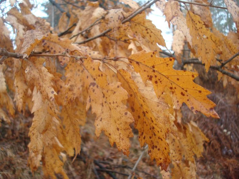 Free stock image of Autumn leafs created by Boris Kyurkchiev