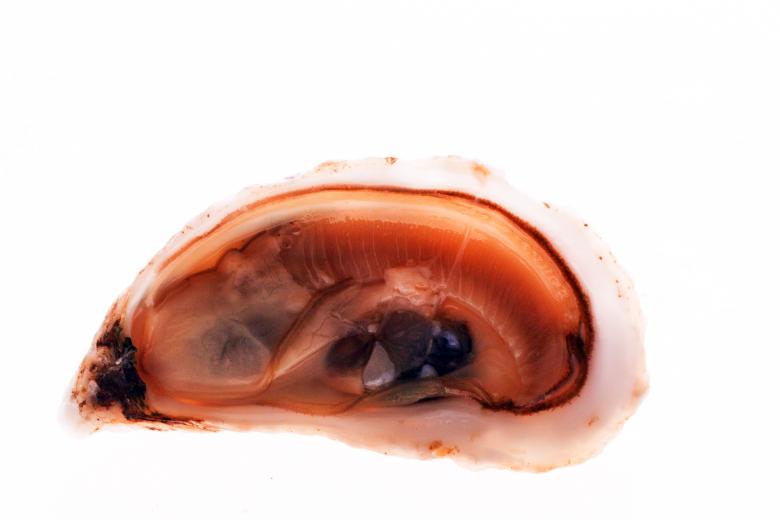 Free stock image of Oysters created by Geoffrey Whiteway