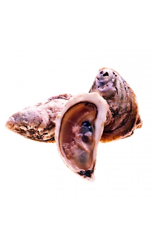 Free stock image of Oysters created by Geoffrey Whiteway
