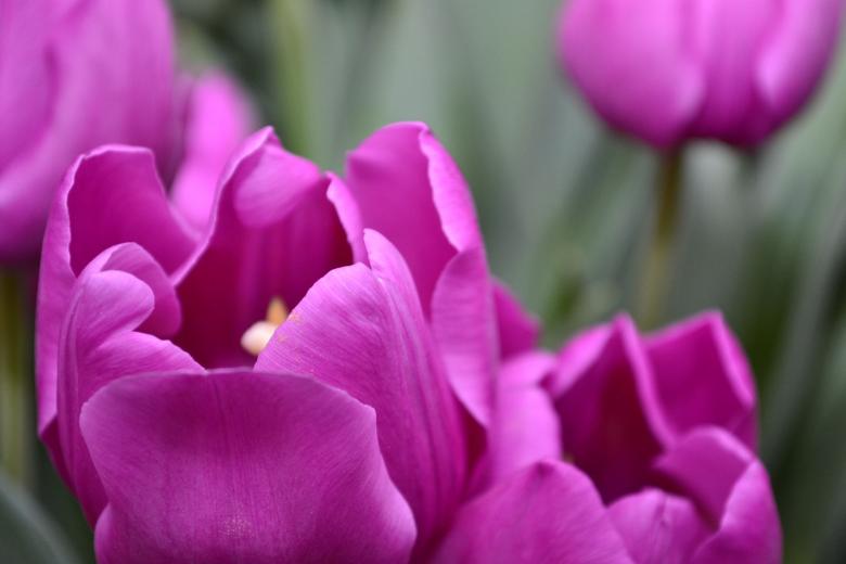 Free stock image of Purple Tulips created by Katrena Patterson