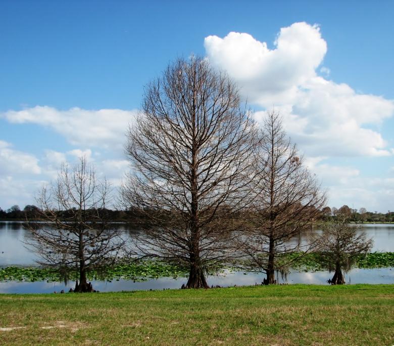 Free stock image of Leafless Trees created by David Witts