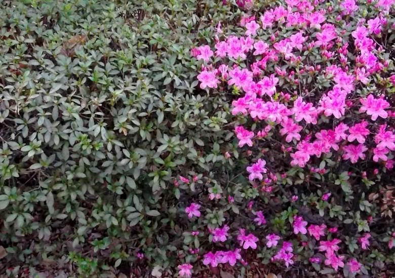 Free stock image of Flowering Hedge created by David Witts