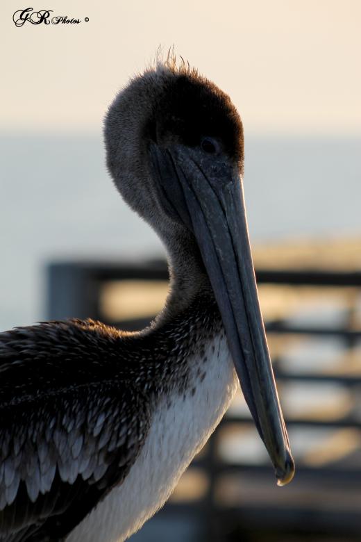 Free stock image of Pelican created by GusRomanPhotography