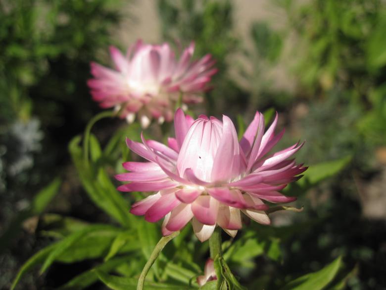 Free stock image of Beautiful pink flowers created by Boris Kyurkchiev