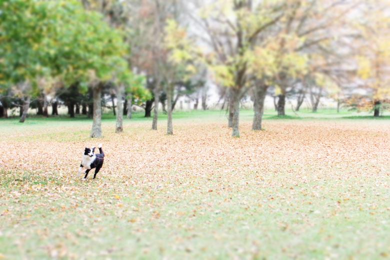 Free stock image of Dog in the park created by Atu 