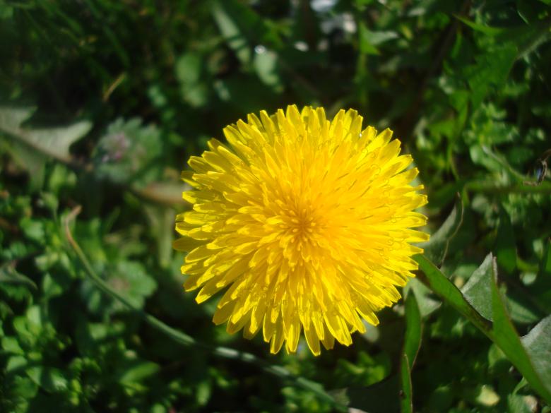 Free stock image of Yellow dandelion flower created by Boris Kyurkchiev