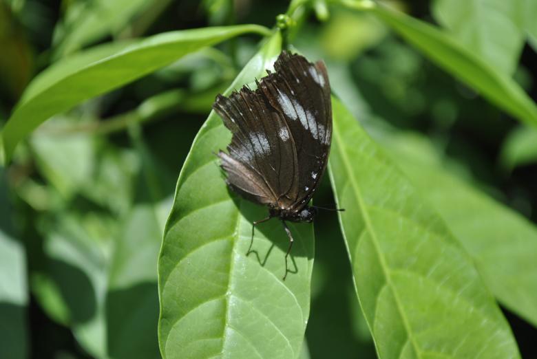 Free stock image of Butterfly on the Green Leaf created by Gily Tenorio