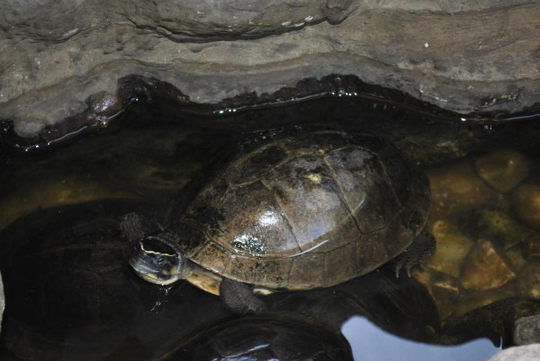 Free stock image of Turtle on the Pond created by Gily Tenorio