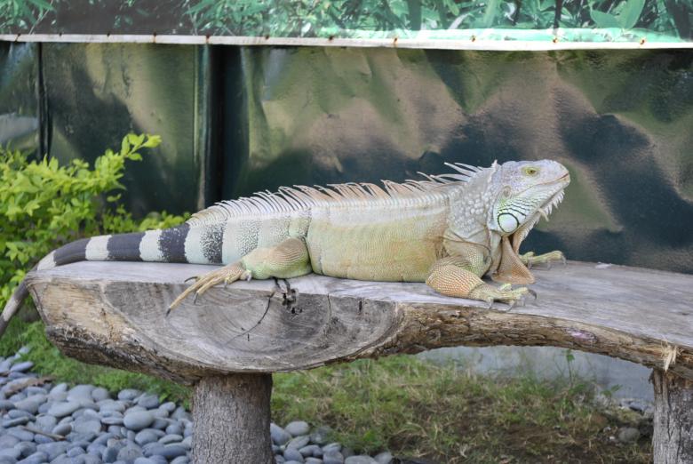 Free stock image of Iguana created by Gily Tenorio