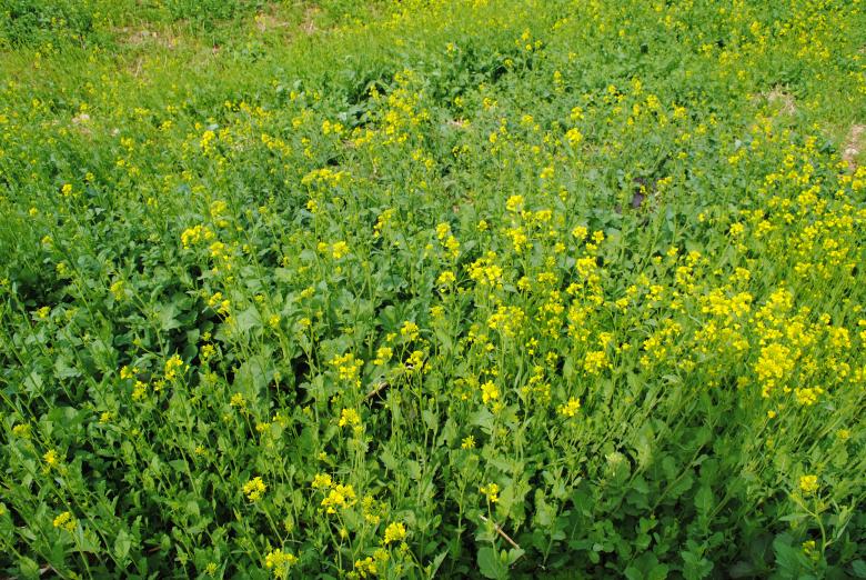 Free stock image of Yellow Flowers created by Gily Tenorio