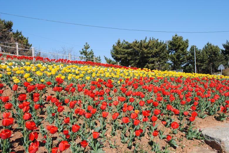 Free stock image of Tulips Garden created by Gily Tenorio