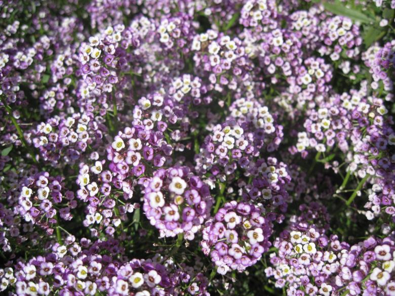 Free stock image of Purple flowers wallpaper created by Boris Kyurkchiev