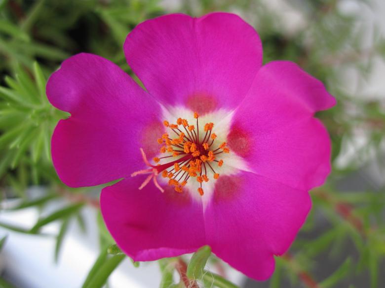 Free stock image of Purple flower close-up created by Boris Kyurkchiev