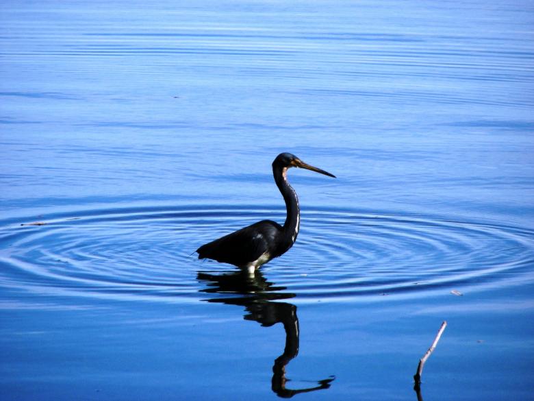 Free stock image of Blue Reflection created by David Witts
