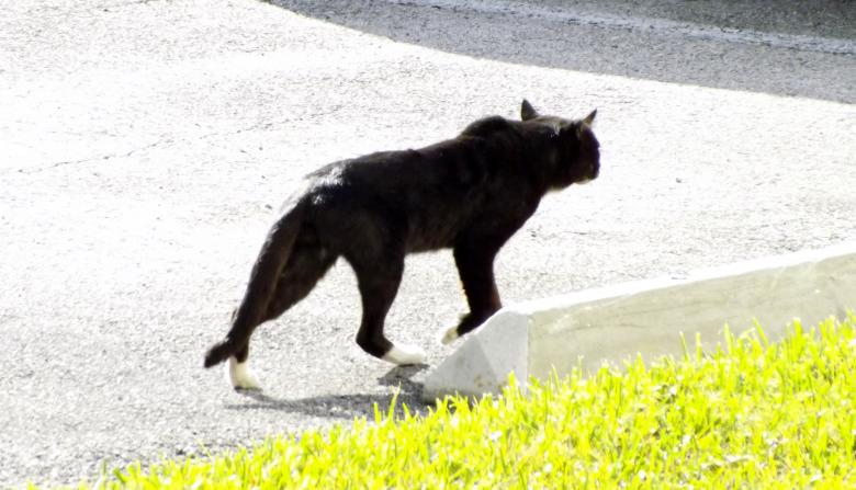 Free stock image of Black Cat created by David Witts