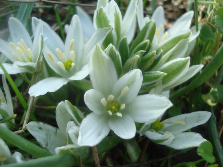 Free stock image of Spring flowers created by Boris Kyurkchiev