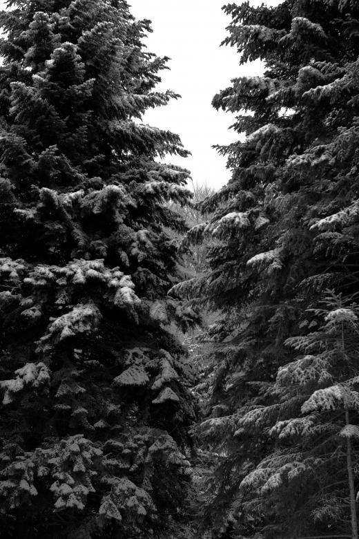 Free stock image of Trees under the snow created by Alen
