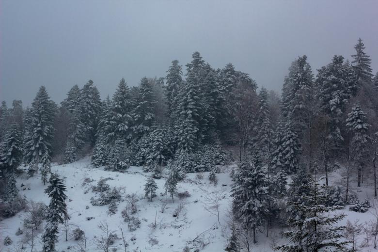 Free stock image of Trees under the snow created by Alen
