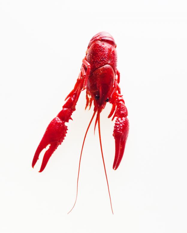 Free stock image of Crayfish created by Geoffrey Whiteway