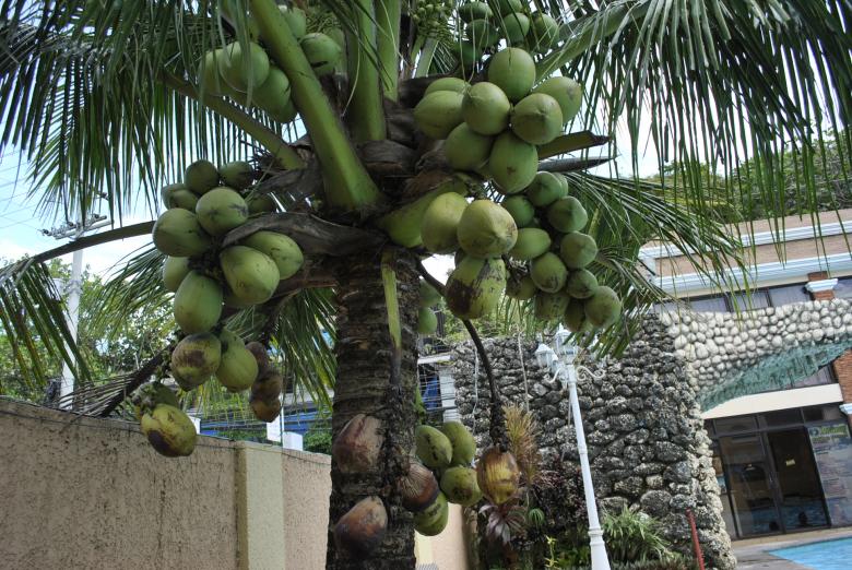 Free stock image of Coconut Fruit created by Gily Tenorio