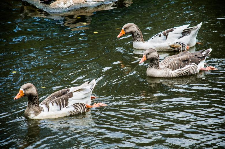 Free stock image of Ducks created by Fabio Ramos Arantes