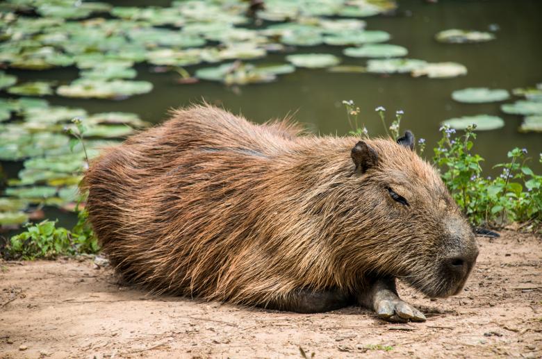 Free stock image of Capivara created by Fabio Ramos Arantes