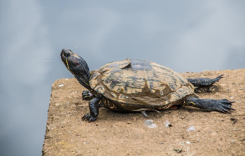 Free stock image of Cágado created by Fabio Ramos Arantes